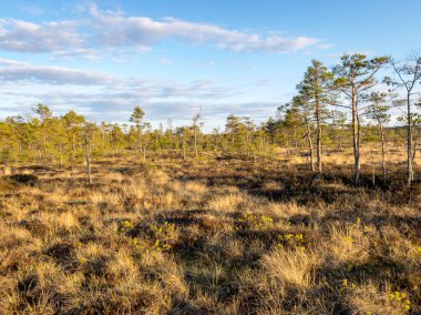 Bataklıkta gün batımı, doğal bonsai ağaçlarına benzeyen bataklık çamları, tipik bataklık manzarası, Madiesenu bataklığı, Kocenu bölgesi, Letonya