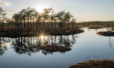 Bataklık gölü üzerinde akşam ve gün batımı, göl kenarında kristal berrak göl ve göldeki turba adası ve arka planda bataklık çamı olan güzel bir manzara. Madieseni bataklığı, Kocenu bölgesi, Letonya