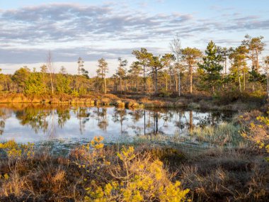 Bataklık ağaçlar ve sazlıklarla kaplanmış, gün batımında bataklık gölü, ön planda bataklık bitkisi, Madieseni bataklığı, Kocenu bölgesi, Letonya