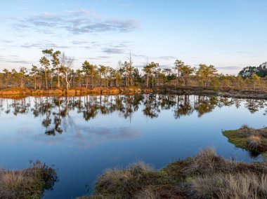 Bataklık ağaçlar ve sazlıklarla kaplanmış, gün batımında bataklık gölü, ön planda bataklık bitkisi, Madieseni bataklığı, Kocenu bölgesi, Letonya