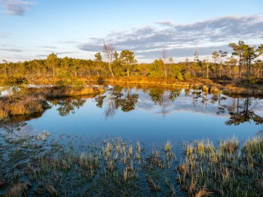 Bataklık gölü üzerinde akşam ve gün batımı, göl kenarında kristal berrak göl ve göldeki turba adası ve arka planda bataklık çamı olan güzel bir manzara. Madieseni bataklığı, Kocenu bölgesi, Letonya