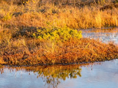 Bataklık gölü üzerinde akşam ve gün batımı, göl kenarında kristal berrak göl ve göldeki turba adası ve arka planda bataklık çamı olan güzel bir manzara. Madieseni bataklığı, Kocenu bölgesi, Letonya