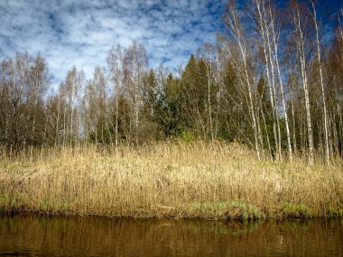 Küçük, vahşi bir nehir kıyısına sahip manzara, ilk bahar yeşilliği, geçen yılın sazlıkları, sudaki ağaç yansımaları, Seda Nehri, Letonya