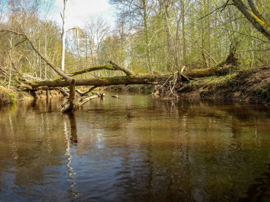 Küçük, vahşi bir nehir kıyısına sahip manzara, nehri geçen devrilmiş ağaç gövdeleri, ilk bahar yeşilliği, bir balıkçı teknesinden manzara, Sedas Nehri, Letonya