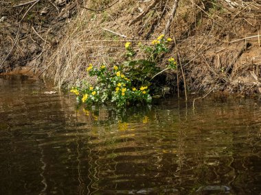 Sarı yapraklı bitki. Bataklık Marigold (Caltha palustris) grubu küçük bir nehrin yanında büyümekte, bahar parlak bir şekilde çiçek açmakta ve suda yansımaktadır.