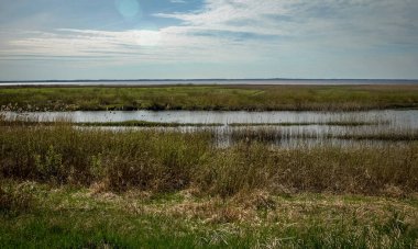 Göl kıyısı, sel basmış çayırları, ilk bahar yeşilliği, duvar kağıdı, Silzemnieki çayırları, Burtnieks, Letonya