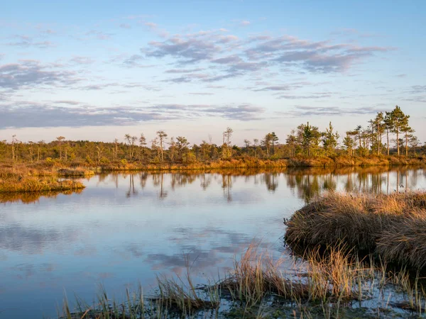 Swamp Overgrown Trees Reeds Swamp Lake Sunset Swamp Vegetation Foreground — Stock Photo, Image