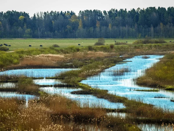 bright landscape with lake shore, flooded lake meadows, first spring greenery, wallpaper, Silzemnieki meadows, Burtnieks, Latvia