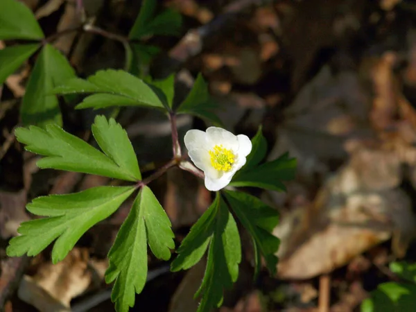 Bild Mit Einer Weißen Frühlingswirbelblume Auf Einem Unscharfen Dunklen Hintergrund — Stockfoto