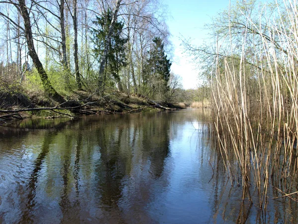 Landschaft Mit Einem Kleinen Wilden Flussufer Dem Ersten Frühlingsgrün Schilf — Stockfoto