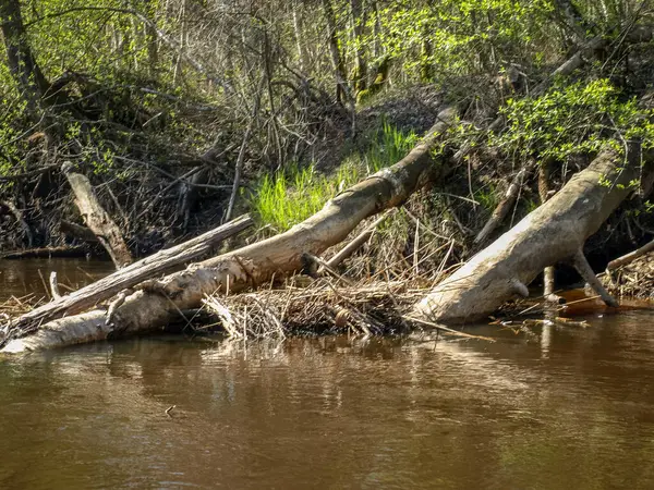 Landschap Met Een Kleine Wilde Rivieroever Omgevallen Boomstammen Die Rivier — Stockfoto