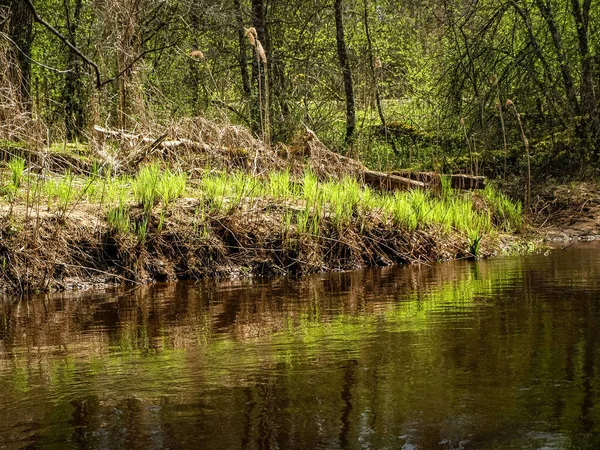 Foto Met Eerste Groene Planten Het Voorjaar Fel Groen Contrast — Stockfoto