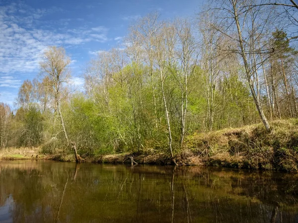 Paysage Avec Une Petite Rive Sauvage Première Verdure Printanière Roseaux — Photo