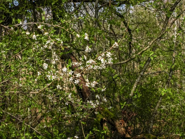 Image Avec Des Fleurs Blanches Printemps Sur Fond Flou — Photo