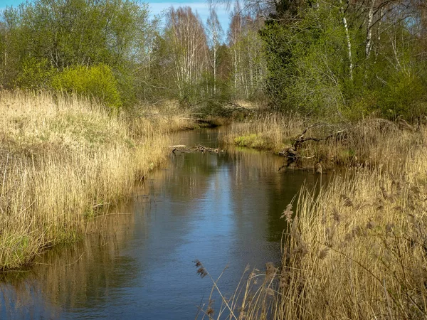 Krajobraz Małym Dzikim Brzegiem Rzeki Pierwsza Wiosenna Zieleń Zeszłoroczne Trzciny — Zdjęcie stockowe