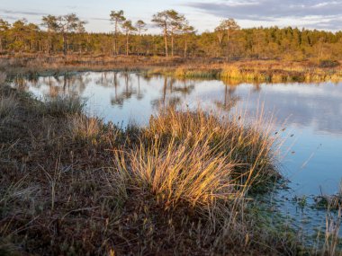 Bataklık ağaçlar ve sazlıklarla kaplanmış, gün batımında bataklık gölü, ön planda bataklık bitkisi, Madieseni bataklığı, Kocenu bölgesi, Letonya