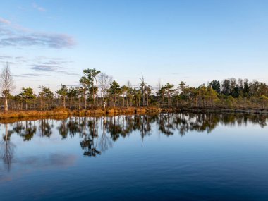 Bataklık gölünün üzerinde renkli bir akşam ve gün batımı, kristal berrak göl ve akşamları bataklık, suda yansımalar. Arka planda çam ağacı. Madieseni bataklığı, Kocenu bölgesi, Letonya