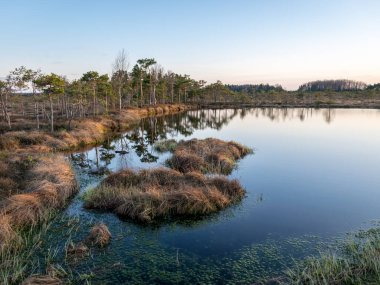 Bataklık gölü üzerinde akşam ve gün batımı, göl kenarında kristal berrak göl ve göldeki turba adası ve arka planda bataklık çamı olan güzel bir manzara. Madieseni bataklığı, Kocenu bölgesi, Letonya