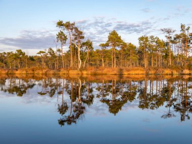 Bataklık gölünün üzerinde renkli bir akşam ve gün batımı, kristal berrak göl ve akşamları bataklık, suda yansımalar. Arka planda çam ağacı. Madieseni bataklığı, Kocenu bölgesi, Letonya