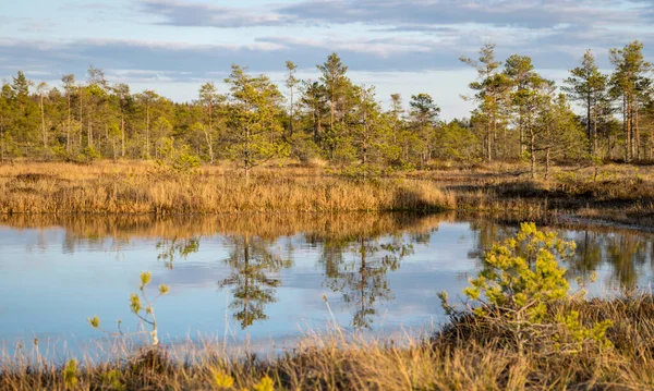 Colorful Evening Sunset Bog Lake Crystal Clear Lake Bog Evening — Stock Photo, Image