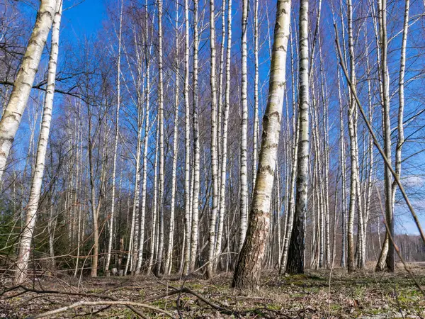 Nakna Björkstammar Tidig Vår Torrt Gräs Och Gamla Blad — Stockfoto