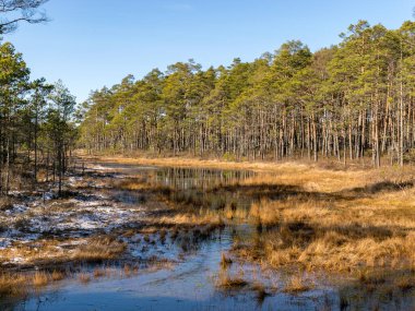 Bataklık gölü, bataklık çamı ve yosun, Puikule, Letonya