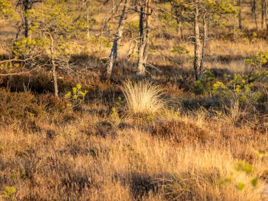 Bataklıkta gün batımı, doğal bonsai ağaçlarına benzeyen bataklık çamları, tipik bataklık manzarası, Madiesenu bataklığı, Kocenu bölgesi, Letonya