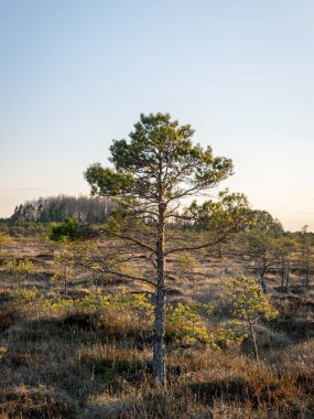 Bataklıkta gün batımı, doğal bonsai ağaçlarına benzeyen bataklık çamları, tipik bataklık manzarası, Madiesenu bataklığı, Kocenu bölgesi, Letonya