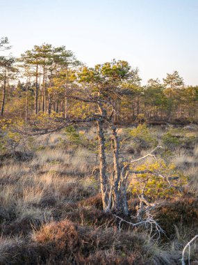 Bataklıkta gün batımı, doğal bonsai ağaçlarına benzeyen bataklık çamları, tipik bataklık manzarası, Madiesenu bataklığı, Kocenu bölgesi, Letonya