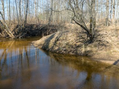 Baharın erken saatlerinde güneşli bir gün, açık mavi gökyüzü, geçen yılın çimleriyle kaplanmış küçük bir nehrin kıyıları. Sudaki ağaç yansımaları, Kuja nehri, Letonya