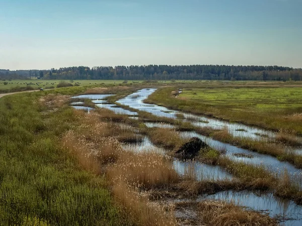 bright landscape with lake shore, flooded lake meadows, first spring greenery, wallpaper, Silzemnieki meadows, Burtnieks, Latvia