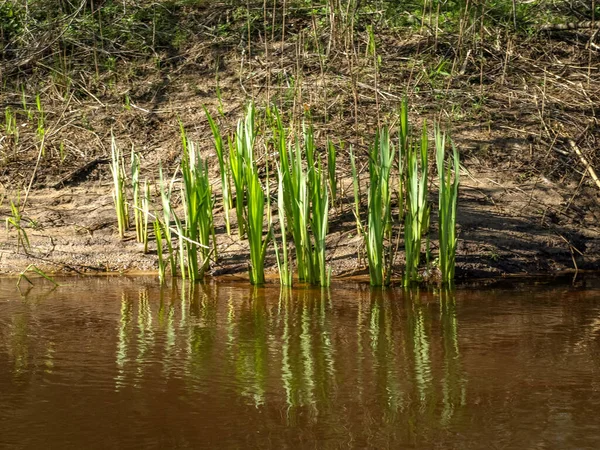 picture with the first green plants in spring, bright green contrast with gray