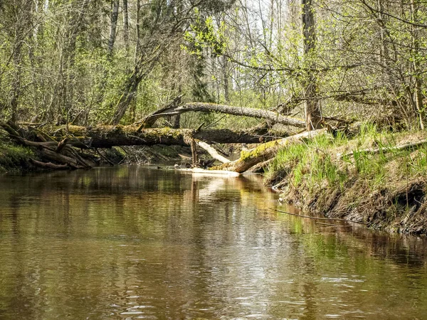 Landschap Met Een Kleine Wilde Rivieroever Het Eerste Voorjaarsgroen Riet — Stockfoto