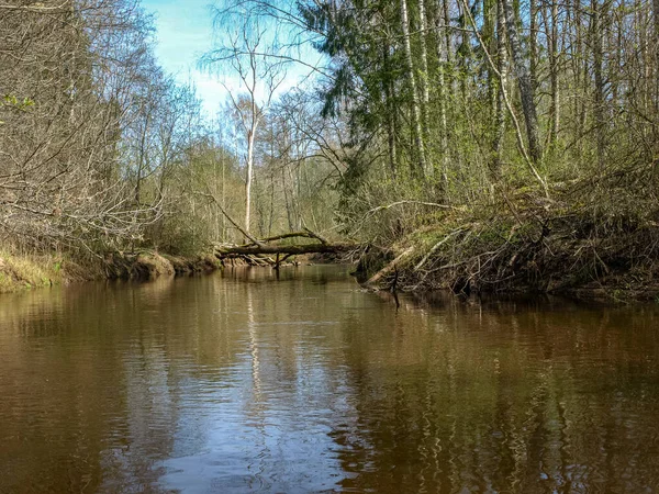 Paisaje Con Una Pequeña Orilla Del Río Salvaje Troncos Árboles —  Fotos de Stock