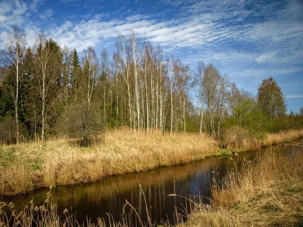 Landskap Med Liten Vild Flodstrand Den Första Våren Grönska Förra — Stockfoto