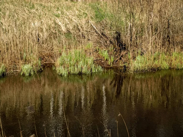 Landschap Met Een Kleine Wilde Rivieroever Het Eerste Voorjaarsgroen Riet — Stockfoto