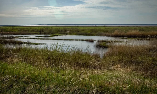 bright landscape with lake shore, flooded lake meadows, first spring greenery, wallpaper, Silzemnieki meadows, Burtnieks, Latvia