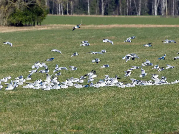 Krajobraz Ptakami Latającymi Tle Pola Migracja Ptaków — Zdjęcie stockowe