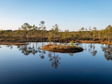 Bataklık gölü üzerinde akşam ve gün batımı, göl kenarında kristal berrak göl ve göldeki turba adası ve arka planda bataklık çamı olan güzel bir manzara. Madieseni bataklığı, Kocenu bölgesi, Letonya