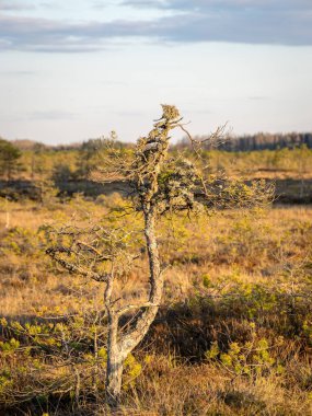 Bataklıkta gün batımı, doğal bonsai ağaçlarına benzeyen bataklık çamları, tipik bataklık manzarası, Madiesenu bataklığı, Kocenu bölgesi, Letonya