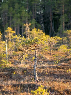 Bataklıkta gün batımı, doğal bonsai ağaçlarına benzeyen bataklık çamları, tipik bataklık manzarası, Madiesenu bataklığı, Kocenu bölgesi, Letonya