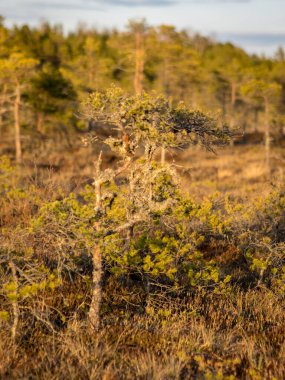 Bataklıkta gün batımı, doğal bonsai ağaçlarına benzeyen bataklık çamları, tipik bataklık manzarası, Madiesenu bataklığı, Kocenu bölgesi, Letonya