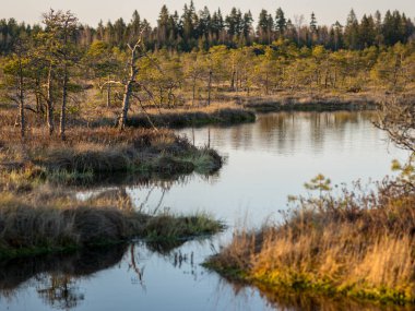 Bataklık gölünün üzerinde renkli bir akşam ve gün batımı, kristal berrak göl ve akşamları bataklık, suda yansımalar. Arka planda çam ağacı. Madieseni bataklığı, Kocenu bölgesi, Letonya