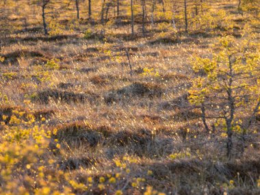 Bataklık bitkisi, arka plan resmi Madiesenu bataklığı, Kocenu bölgesi, Letonya