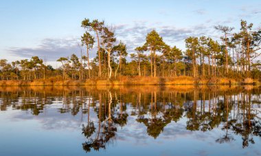 Bataklık gölünün üzerinde renkli bir akşam ve gün batımı, kristal berrak göl ve akşamları bataklık, suda yansımalar. Arka planda çam ağacı. Madieseni bataklığı, Kocenu bölgesi, Letonya