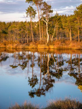 Bataklık gölünün üzerinde renkli bir akşam ve gün batımı, kristal berrak göl ve akşamları bataklık, suda yansımalar. Arka planda çam ağacı. Madieseni bataklığı, Kocenu bölgesi, Letonya