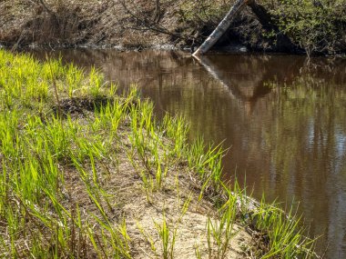 Baharda ilk yeşil bitkilerle resim, gri renkli parlak yeşil kontrastlı.