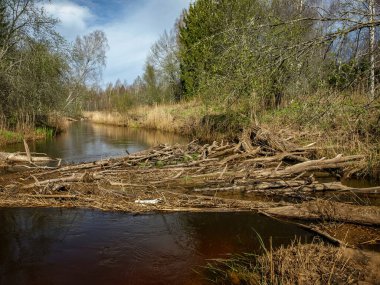 Küçük, vahşi bir nehir kıyısına sahip manzara, nehri geçen devrilmiş ağaç gövdeleri, ilk bahar yeşilliği, bir balıkçı teknesinden manzara, Sedas Nehri, Letonya