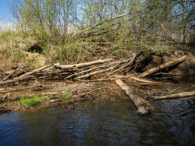 Küçük, vahşi bir nehir kıyısına sahip manzara, nehri geçen devrilmiş ağaç gövdeleri, ilk bahar yeşilliği, bir balıkçı teknesinden manzara, Sedas Nehri, Letonya