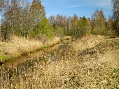 Küçük, vahşi bir nehrin kıyısına sahip güzel bir manzara, ilk bahar yeşilliği, nehir suyuna yansıyor.